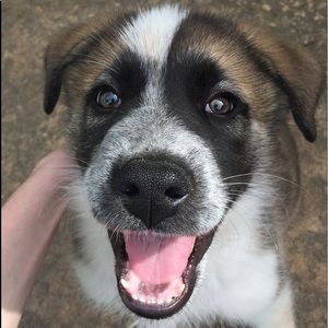 Meet your Posher, Alex